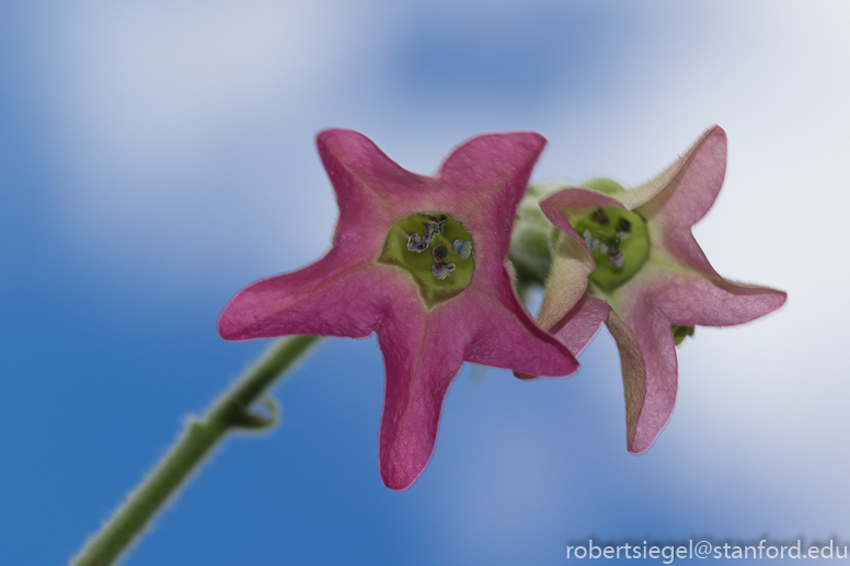 tobacco flower